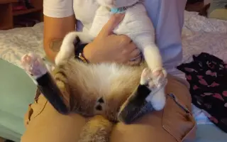 Salty bojuje o svoj tretí život – pomôžme mu vyhrať boj s FIP