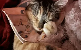 Zojka potrebuje MRI. Pomôžme jej ho zabezpečiť.