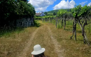 Spoločne otvoríme Arteviu, kde ožije umenie, vinohradnícky dom a človek