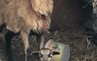 Pomôžte somárikovi Aladárovi získať štiepkovač pre náš Vidiecky sen