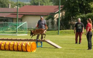 Podporme slovenské záchranárske psy na Majstrovstvách sveta 2026 v Slovinsku!