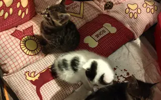 Pomôžme mačičkám prežiť zimu