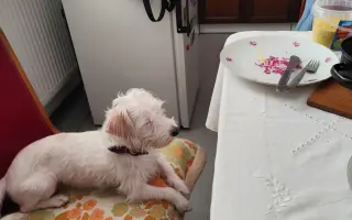 Pomôžme Lackymu vrátiť sa domov