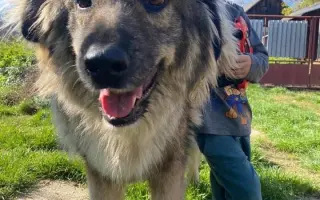Pomôžte nám - k odkúpeniu raja pre OZ Záchranná stanica ANIMAL chýba ešte kúsok!
