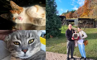 Kastráciou proti utrpeniu: Pomôžte zachraňovať pouličné mačky.