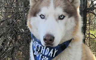 Keď labky slabnú, láska stále beží ďalej - pomôžme huskymu Hachiko