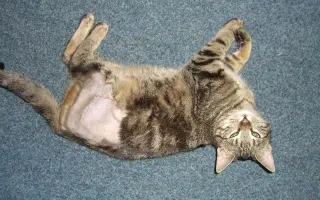 Pomôžme mačičkám prežiť zimu