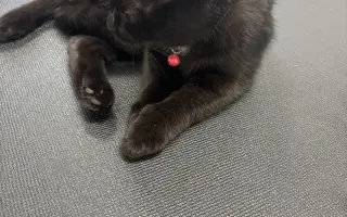 Pomôžme kocúrikovi Lucikovi získať peniaze na liečbu