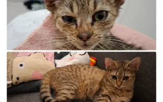 Pomôžme tam, kde by mačičky bez nás neprežili