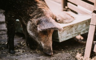 Darujme nový začiatok Azylu pre prasiatka a králiky