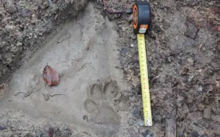 Živý vlk, živý les: pomôžte nám s ochranou vlkov