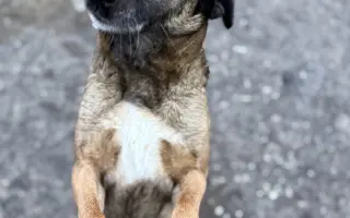 Pomôžte HAFKÁČOM ďalej zachraňovať psíkov