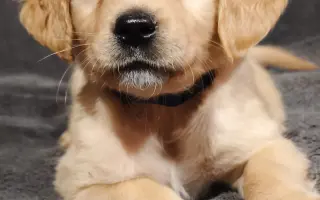 Darujte Srdiečku novú šancu na život