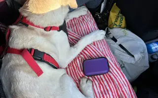 Zachráňme Eny – asistenčného psíka, ktorý bojuje o život