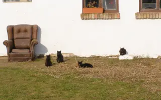 Pomôžte Detskej farme Humanita (DFH) postaviť sa na nohy