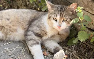 Dajme túlavému kocúrikovi šancu na nový život