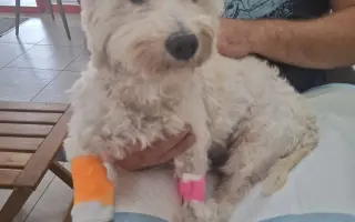Pomohli ste Belke na ceste k liečbe a novému domovu