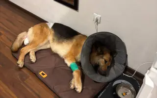 Zachráňme Oreovi život – nášmu členovi rodiny