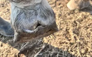 Pomôžme kobylke Moly zvládnuť liečbu