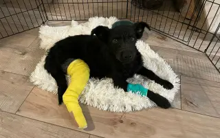 Darujme psíkom v útulku čistú vodu