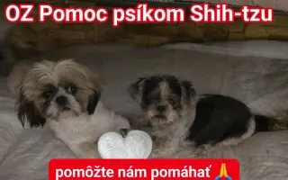 Pomôžte našim chorým senior psíkom - OZ pomoc psíkom Shih-tzu