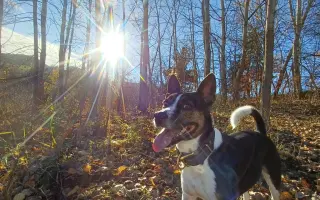 Pomôžme Forint opäť behať bez bolesti