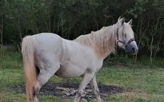 Pomôžte zabezpečiť seno pre 8 koní na celý rok