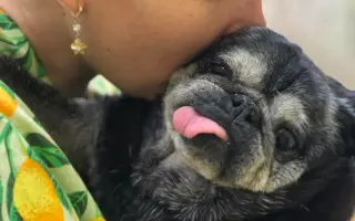 Pomôžme mopsinke Boženke (15,5 r.) a ďalším seniorom