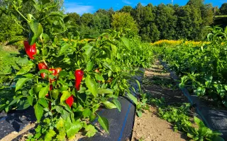 Pomôžte LEVOČSKEJ PAPRIKE vrátiť sa domov