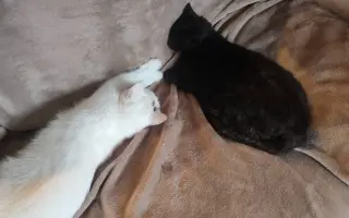 Laruška bojuje o život – pomôžme jej zvíťaziť nad bolesťou