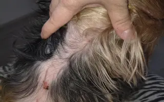 Pomôžme Leuške žiť bez bolesti a svrbenia