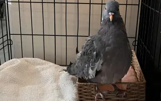 Pomôžme Vlaďke postaviť domov pre handicapované holuby