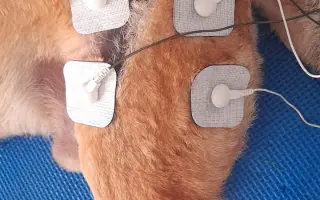 Druhá šanca pre Dobbyho zdravie