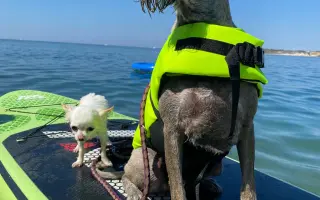 Pomôžme Jellkovi vyhrať boj s rakovinou