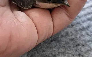 Súrna pomoc pre Záchrannú stanicu ProAvis