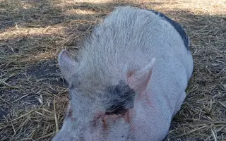 Chýba už len kúsok. Pomôžte nám presťahovať Azyl pre prasiatka a králiky.
