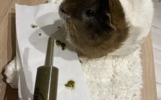 Pomohli ste Mozzarellke podstúpiť operáciu