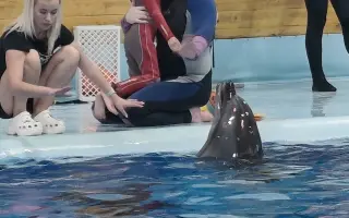 Pomôžme Petríkovi ísť na delfinoterapiu, ktorá mu pomohla otvoriť sa svetu