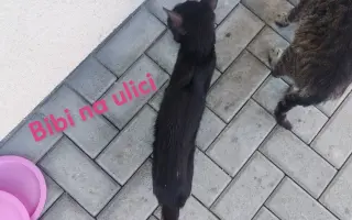 Pomôžme Mačičkám u Larky zvládnuť náročné obdobie