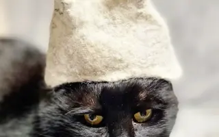 Pomôžme mačičke Černici zbaviť sa bolesti