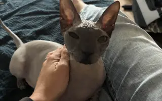 Dobby – kocúrik, ktorý potrebuje CT a operáciu, aby konečne žil plnohodnotne