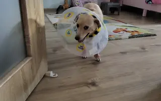 Pomohli ste Minnie chodiť bez bolesti