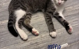 Podporte rozšírenie depozitu pre mačičky z ulice