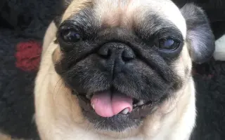 Pomôžte dať chorým mopsíkom šancu na život – MOPS v núdzi, o.z.