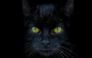 Zmeňme život mačkám na východnom Slovensku