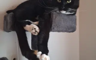 Pomôžme Mikešovi znovu sa nadýchnuť