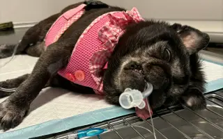 Pomôžme mopsinke Boženke (15,5 r.) a ďalším seniorom