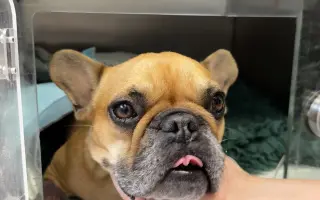 Prispejme na liečbu fenky Gigi