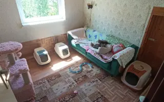 Pomohli ste zrekonštruovať azyl pre hendikepované a zachránené mačky