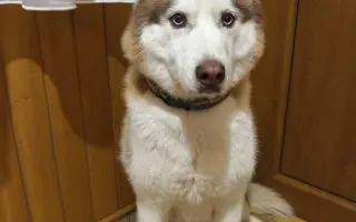 Keď labky slabnú, láska stále beží ďalej - pomôžme huskymu Hachiko